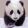 little_panda.gif